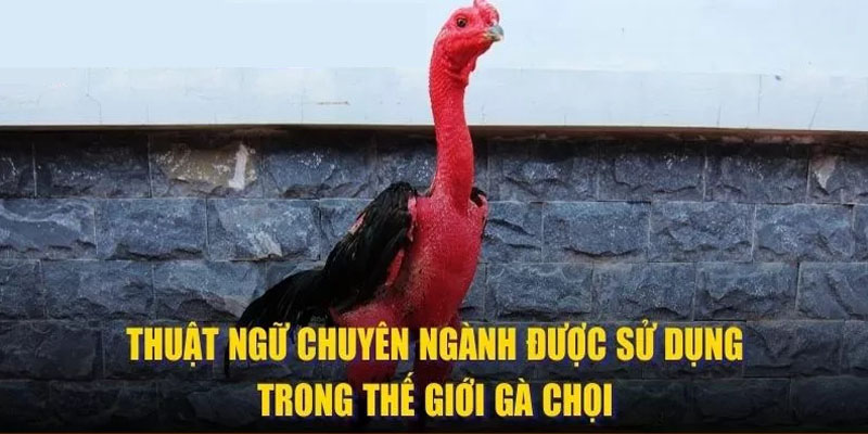 Thuật ngữ chuyên ngành chỉ cách đặt cược khi cá độ gà chọi