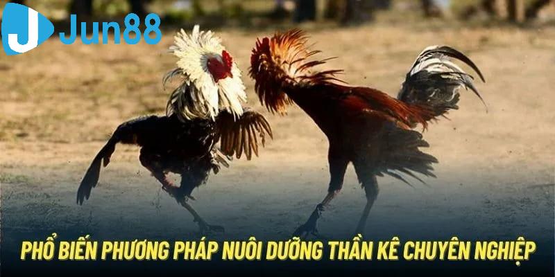 Bí quyết chăm sóc chiến kê tam tài có được phong độ tốt nhất