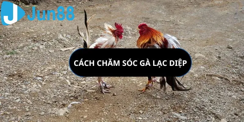 Áp dụng các bài tập phù hợp cho gà đá