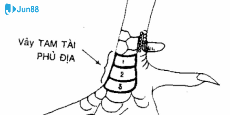 Vảy Tam Tài độc đáo